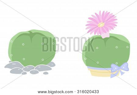 Two Isolated Cactus On White Background. Cute Succulent In A Pot And On Pebbles. Vector Illustration