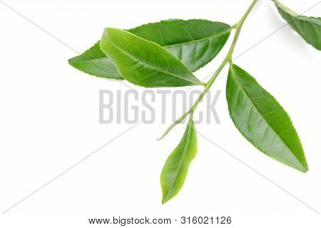 Japanese Fresh Green Tea Leaves Isolated On White Background