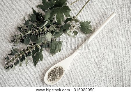 Motherwort - A Medicinal Plant With A Calming Effect