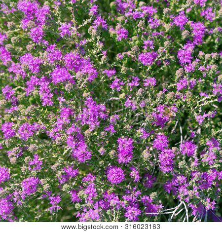 Floral Background. Screen Saver Of Many Small Lilac Flowers.