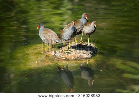 Purple Swamphens 