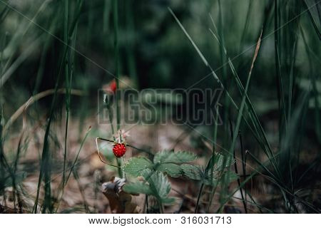 Closeup Of Ripe Wild Strawberry Hanging On Stem On A Meadow Outdoor Shoot