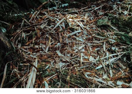 Sawdust Shavings And Shredded Branches Folded Together To Form A Pattern For The Background