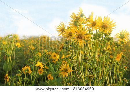 Agricultural Field With The Energy Palnt Mixed Silphie (silphium Perfoliatum), Yellow Blooming Plant