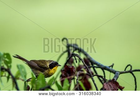 Male Common Yellowthroat (geothlypis Trichas) Warbler Perched On Tree After The Rain With Green Wetl