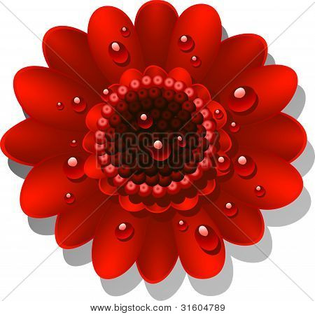 Krásné červené Gerber Daisy