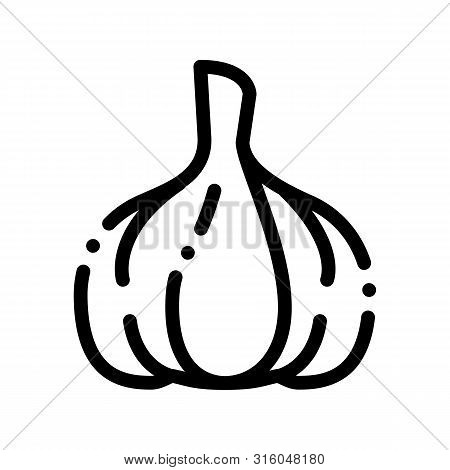 Healthy Food Vegetable Garlic Vector Sign Icon Thin Line. Vegan Bio Eco Agriculture Garlic Alium Lin