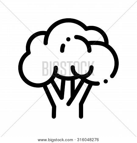 Healthy Food Vegetable Rapini Vector Sign Icon Thin Line. Vegan Bio Eco Agriculture Rapini Cauliflow