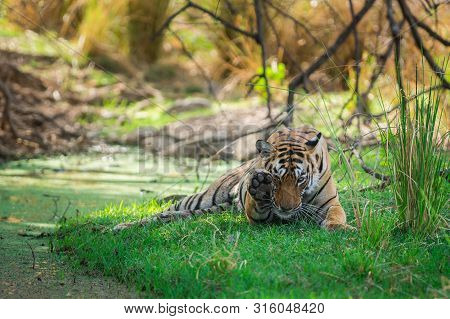 A Female Bengal Tiger After Killing A Spotted Deer Coming Under Shade Of Tree And Water Body To Cool