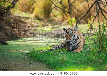 A Female Bengal Tiger After Killing A Spotted Deer Coming Under Shade Of Tree And Water Body To Cool