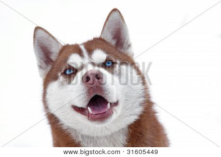 Husky pes