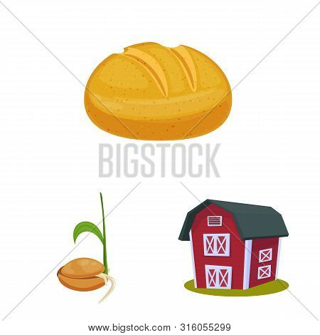 Vector Illustration Of Wheat And Corn Sign. Set Of Wheat And Harvest Stock Symbol For Web.