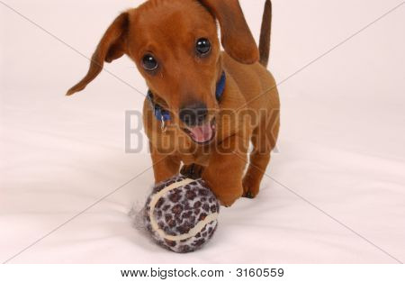 Szczeniak Dog2