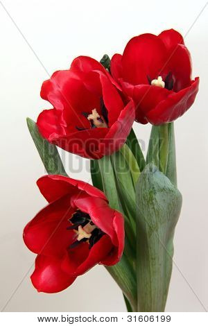 festive red flowers