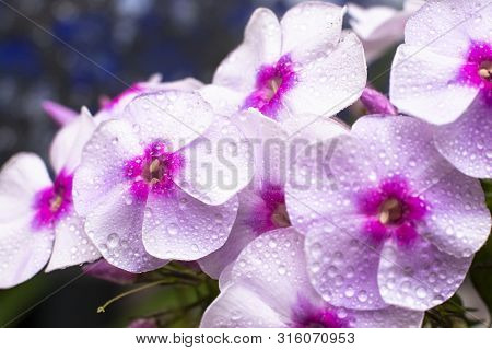 Phlox Subulata. Macro Photo. Texture Background Blooming Phlox Subulata Wildflower. The Image Of A P