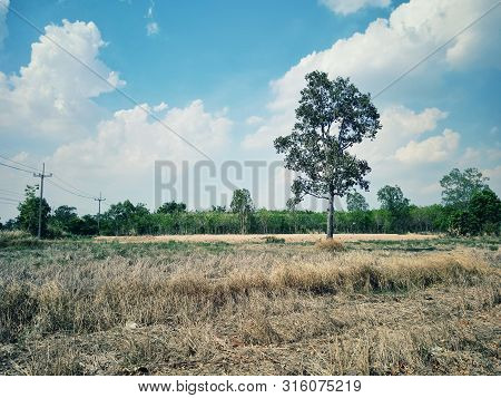 Trees In Open Fields In Rural Areas