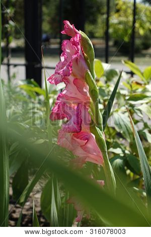 Side View Of Gladiolus With Pink Flowers