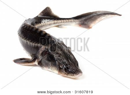 Jeseter malý ryby na bílém pozadí
