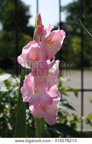 Tender Pink Flowers Of Gladiolus In The Garden
