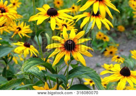 Yellow Echinacea Flower On Green Nature Background, Close Up. Patch Of Coneflower In Meadow. Bright 