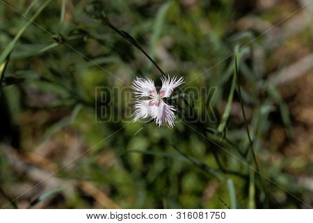 Flower Of The Carnation Dianthus Hyssopifolius