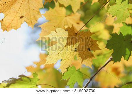 Yellow And Green Autumn Maple Leaf Background.