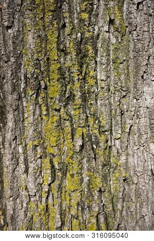 Close Up Of Weathered Tree Bark With Lichen.