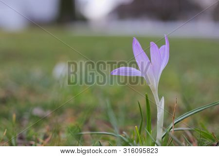 Single Violet Crocus Growing In Green Grass.