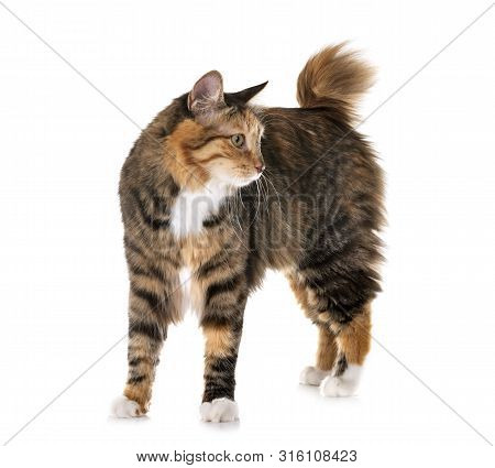 Kurilian Bobtail In Front Of White Background