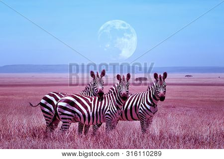 Zebras In The African Savannah. Night Lunar African Landscape. Wil Nature Of Africa.