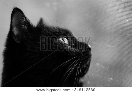 Black Cat Face Portrait Close-up Muzzle Black And White