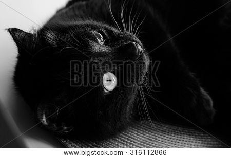 Black Cat Face Portrait Close-up Muzzle Black And White