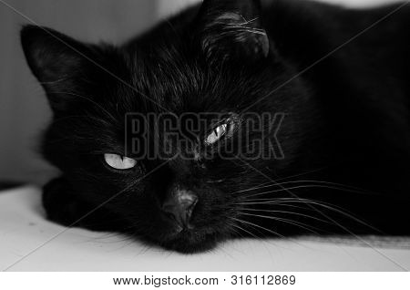 Black Cat Face Portrait Close-up Muzzle Black And White