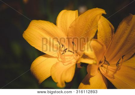 Yellow Lily Flowers On A Background Of Green Leaves