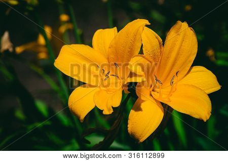 Yellow Lily Flowers On A Background Of Green Leaves