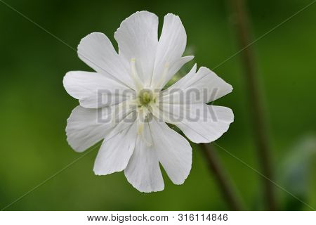Macro Shot Of A White Campion (silene Latifolia) Flower In Bloom