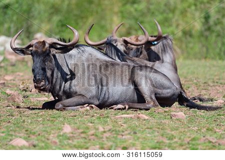 Portat Of Wildebeest Sitting On The Grass