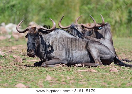 Portat Of Wildebeest Sitting On The Grass