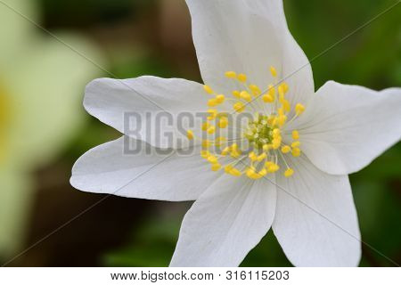Close Up Of A Wood Anemone Flower In Bloom