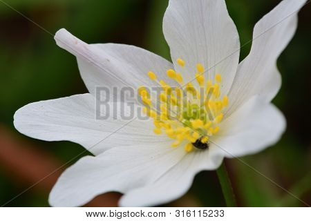 Close Up Of A Wood Anemone Flower In Bloom