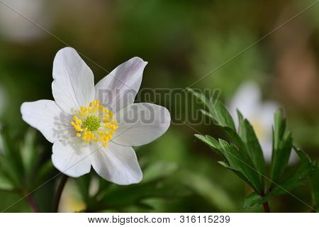 Close Up Of A Wood Anemone In Bloom(anemone Nemorosa)