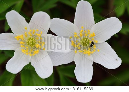 Wood Anemones In Bloom In The Woods