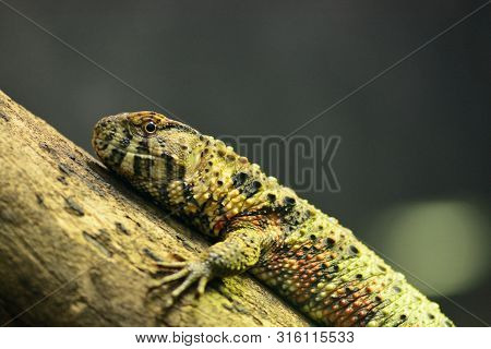 Portrait Of A Chinese Crocodile Lizard (shinisaurus Crocodilurus) On A Branch