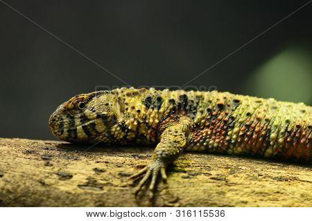 Portrait Of A Chinese Crocodile Lizard (shinisaurus Crocodilurus) On A Branch