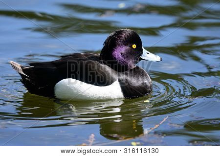 Portrait Of A Tufted Duck Swimming In The Water