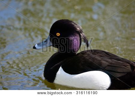 Portrait Of A Tufted Duck Swimming In The Water