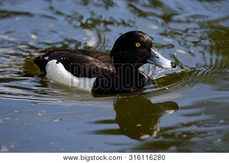 Portrait Of A Tufted Duck Swimming In The Water