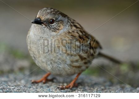 Close Up Of A Dunnock (prunella Modularis)