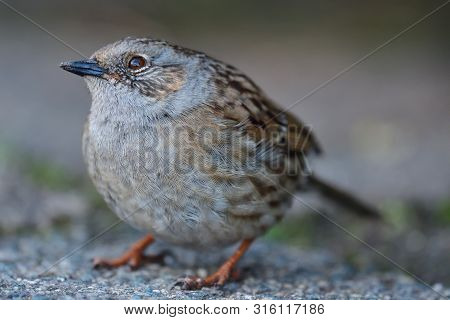 Close Up Of A Dunnock (prunella Modularis)