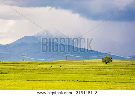 Mount Kose In Turkey Near Agri With Snow And Green Meadows